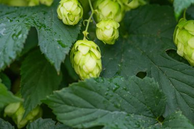 arka planı yeşil hop koniler