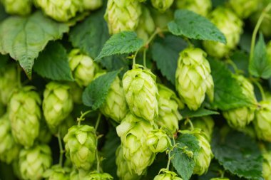 arka planı yeşil hop koniler