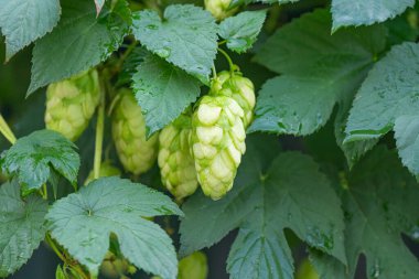 arka planı yeşil hop koniler