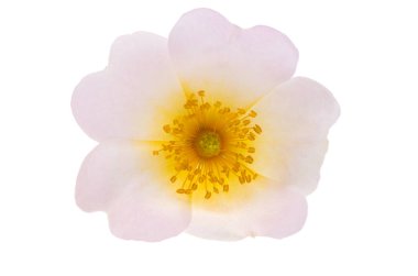 Beyaz arka planda yaban gülü çiçeği