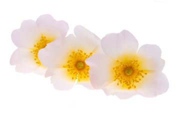 Beyaz arka planda yaban gülü çiçeği