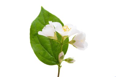 Yasemin çiçekleri beyaz arka planda izole