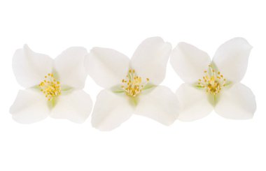 Yasemin çiçekleri beyaz arka planda izole