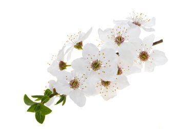Beyaz arkaplanda yalıtılmış erik çiçekleri