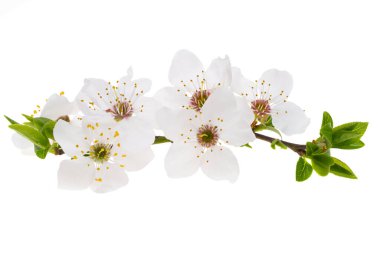 Beyaz arkaplanda yalıtılmış erik çiçekleri