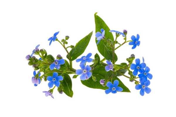 Stock image forget-me-not flower isolated on white background