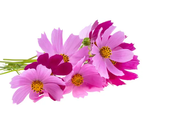 Cosmea Blumen Isoliert Auf Weißem Hintergrund — Stockfoto