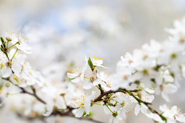 Paisaje Flores Cerezo Primavera — Foto de Stock