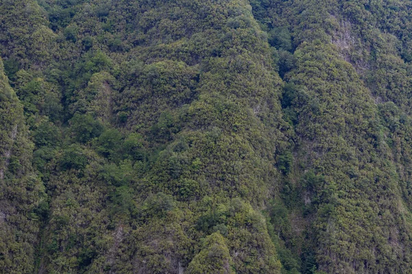 Montañas Inmersas Vegetación —  Fotos de Stock