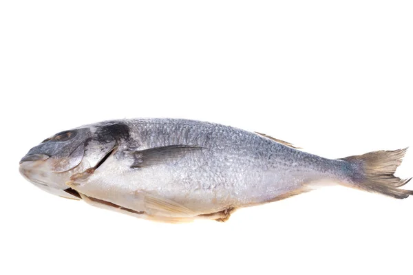 Dorado Ψάρια Απομονωμένα Λευκό Φόντο — Φωτογραφία Αρχείου