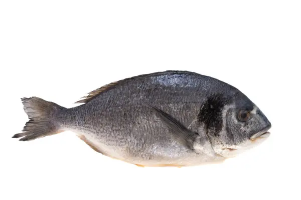 Dorado Fish Isolated White Background — Stock Photo, Image