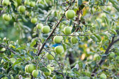 Olgun elmalar güneşli bir günde ağaçta