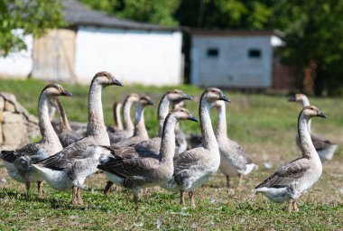 Çiftlikte otlayan kazlar