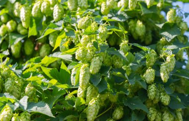 Güneşli bir günde zıplayan sarmaşıklar