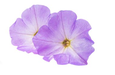 izole beyaz zemin petunya çiçeği