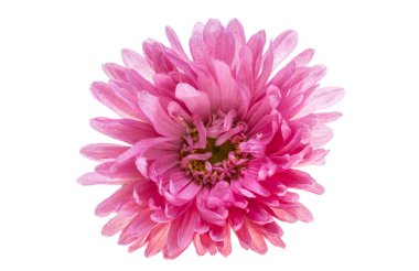 aster beyaz arkaplanda izole edildi