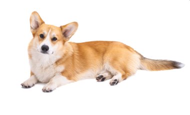 corgi beyaz arkaplanda izole edildi