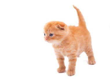 Kırmızı kedi yavrusu beyaz arkaplanda izole edildi