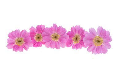 Beyaz arkaplanda izole edilmiş Cineraria çiçeği