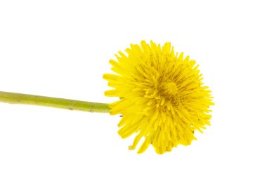 Beyaz arkaplanda karahindiba izole