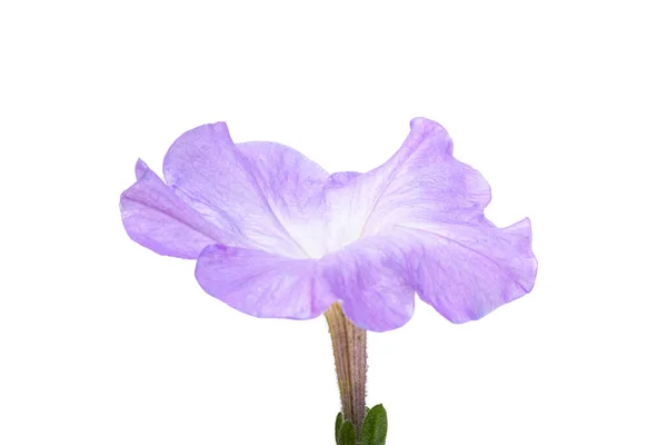 Flor Petunia Aislada Sobre Fondo Blanco —  Fotos de Stock