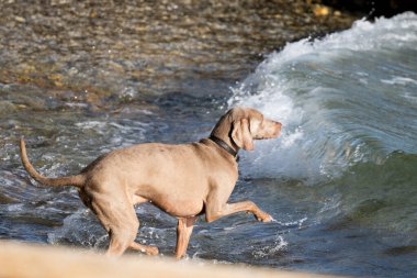 Köpek kumsalda oynuyor.