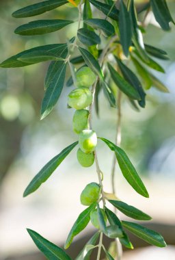 Ağaçtaki zeytinler