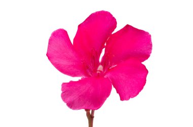 Kırmızı zakkum beyaz arkaplanda izole edildi