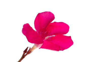 Kırmızı zakkum beyaz arkaplanda izole edildi