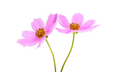 Beyaz arka plan üzerinde izole Cosmea çiçek