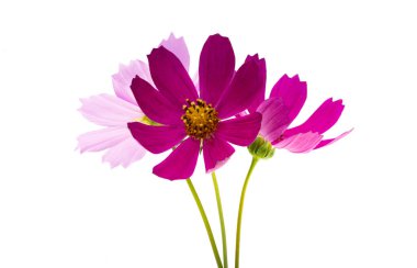 Beyaz arka plan üzerinde izole Cosmea çiçek