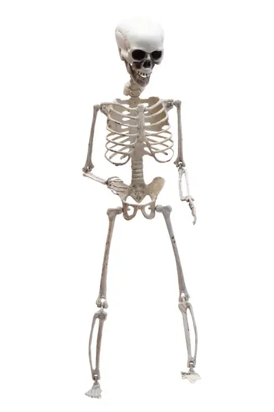 Esqueleto Isolado Fundo Branco — Fotografia de Stock