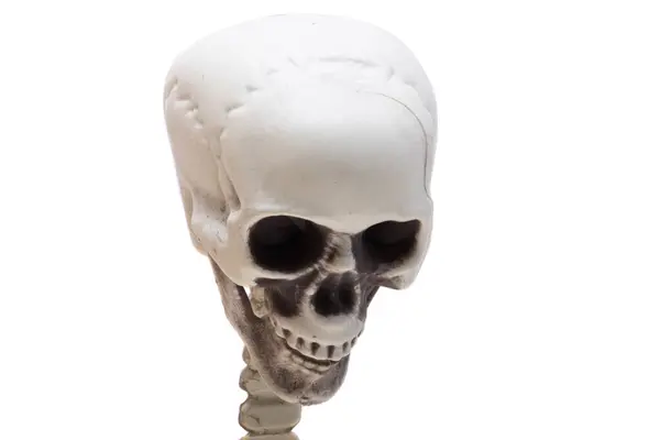 Σκελετός Που Απομονώνονται Λευκό Φόντο — Φωτογραφία Αρχείου