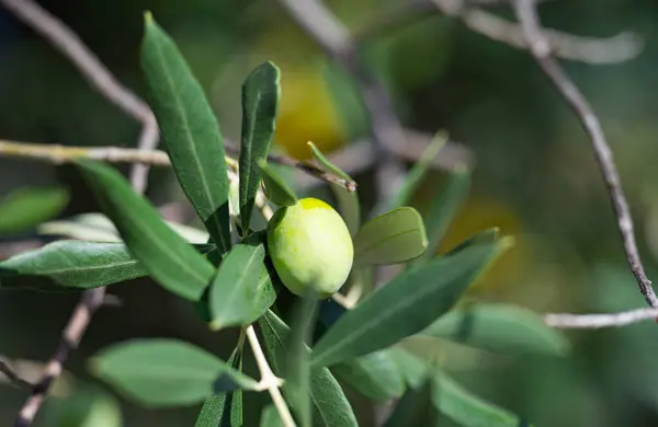 Oliven Tre Nærbilde – stockfoto