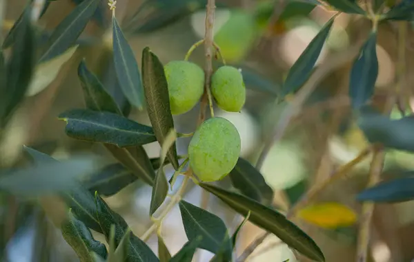 Oliven Auf Einem Baum Aus Nächster Nähe — Stockfoto
