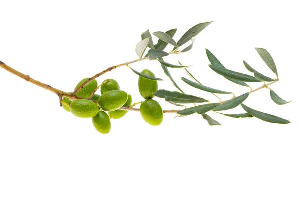 Branch Green Olives Isolated White Background — Stock Photo, Image