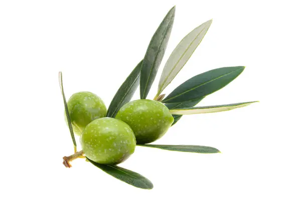 Zweig Mit Grünen Oliven Isoliert Auf Weißem Hintergrund — Stockfoto