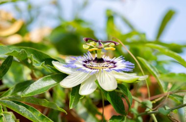 Güzel Tutku Çiçeği Yakından