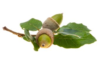 meşe palamudu beyaz arkaplanda izole