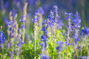 Çiçek tarhında yetişen mavi adaçayı çiçekleri
