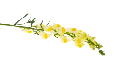 Beyaz arka planda izole edilmiş sarı aslanağzı çiçekleri