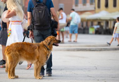 Köpek sahibi ile bir yolda