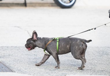 Köpek sahibi ile bir yolda