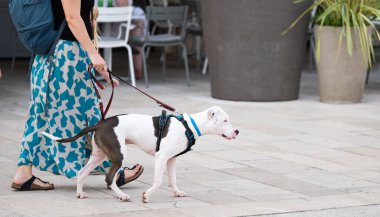 Köpek sahibi ile bir yolda