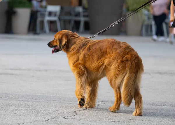 Köpek sahibi ile bir yolda