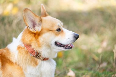 Galli Corgi Pembroke sonbahar yürüyüşünde.