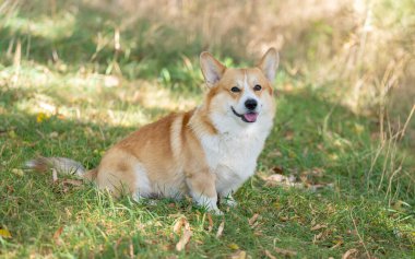 Galli Corgi Pembroke sonbahar yürüyüşünde.