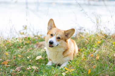 Galli Corgi Pembroke sonbahar yürüyüşünde.