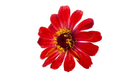 Beyaz arka plan üzerinde izole kırmızı zinnia çiçeği