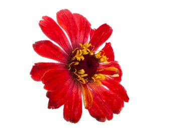 Beyaz arka plan üzerinde izole kırmızı zinnia çiçeği